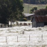 The Spider Paratroopers Of Australia