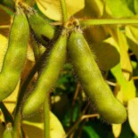 Science Leads To American Soybean Exports Boom