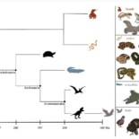 Spontaneous Generation, Virgin Birth, Whatever The Term A Female Crocodile Made Herself Pregnant