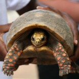 Resilient: Tortoise Missing Since 1982 Found When Family Cleans House